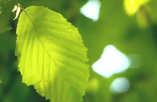 影响透光率仪检测的原因有什么